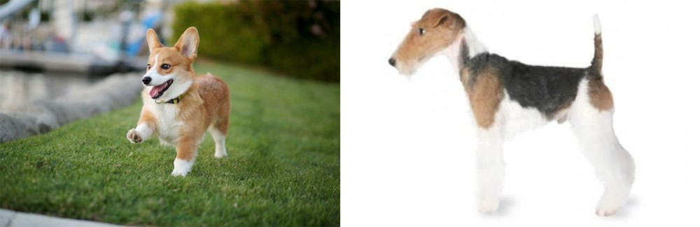 Fox Terrier vs Corgi - Breed Comparison