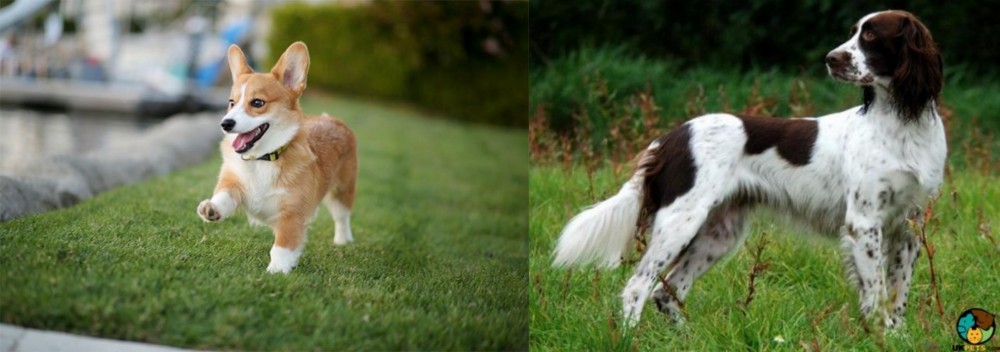 French Spaniel vs Corgi - Breed Comparison