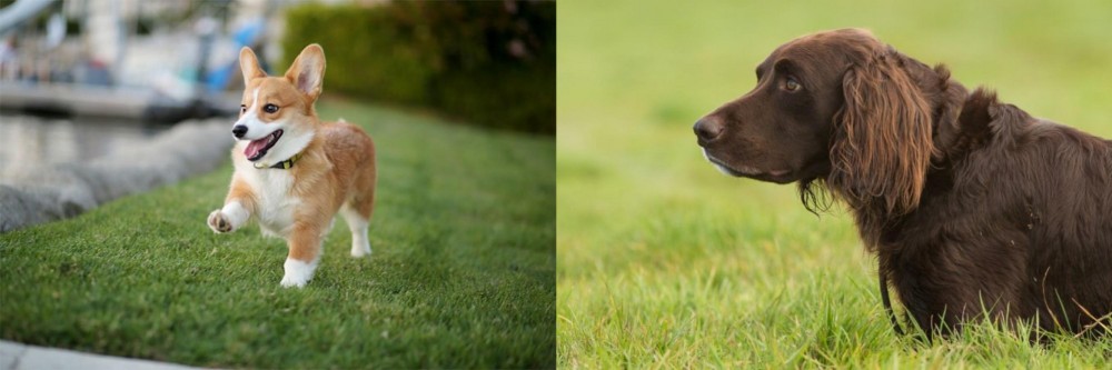 German Longhaired Pointer vs Corgi - Breed Comparison