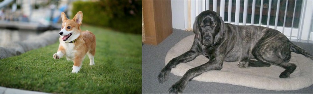 Giant Maso Mastiff vs Corgi - Breed Comparison