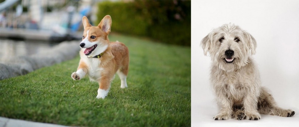Glen of Imaal Terrier vs Corgi - Breed Comparison