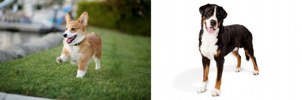 Greater Swiss Mountain Dog vs Corgi - Breed Comparison