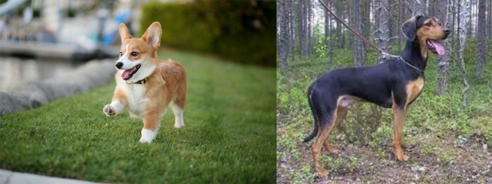 Greek Harehound vs Corgi - Breed Comparison