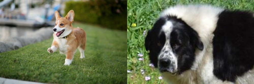 Greek Sheepdog vs Corgi - Breed Comparison