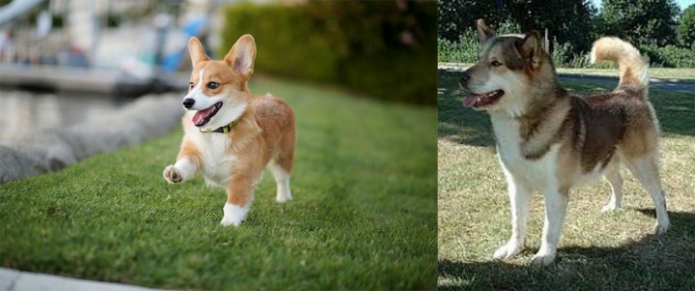Greenland Dog vs Corgi - Breed Comparison