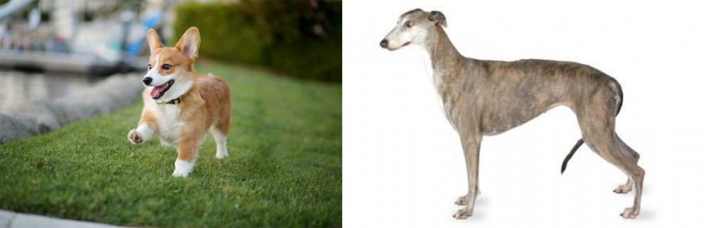 Greyhound vs Corgi - Breed Comparison