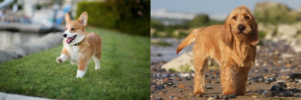 Griffon Fauve de Bretagne vs Corgi - Breed Comparison