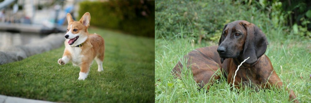 Hanover Hound vs Corgi - Breed Comparison