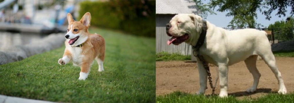 Hermes Bulldogge vs Corgi - Breed Comparison
