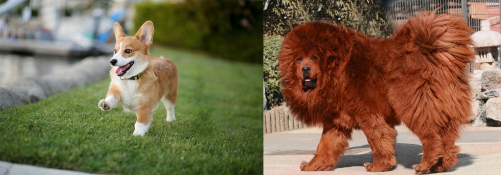 Himalayan Mastiff vs Corgi - Breed Comparison