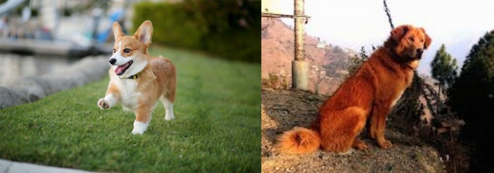 Himalayan Sheepdog vs Corgi - Breed Comparison