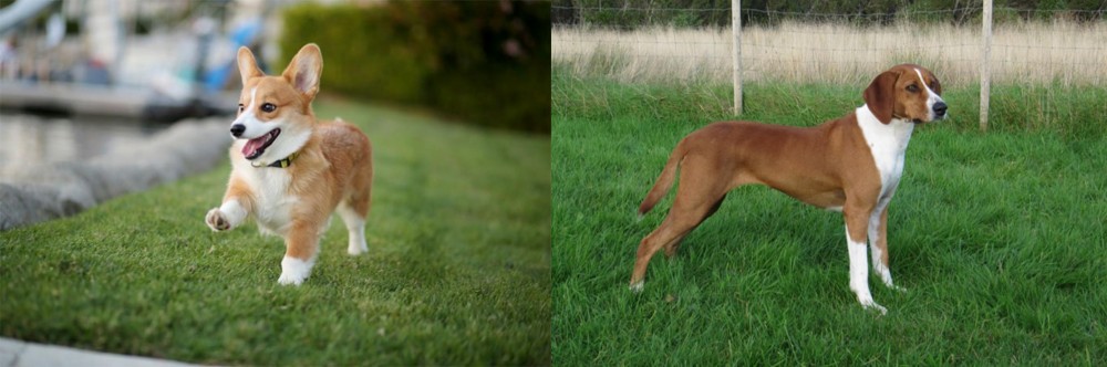 Hygenhund vs Corgi - Breed Comparison