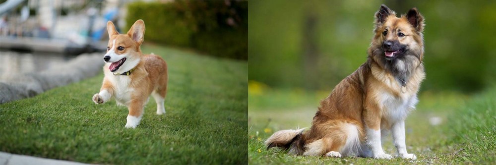 Icelandic Sheepdog vs Corgi - Breed Comparison