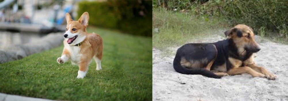 Indian Pariah Dog vs Corgi - Breed Comparison