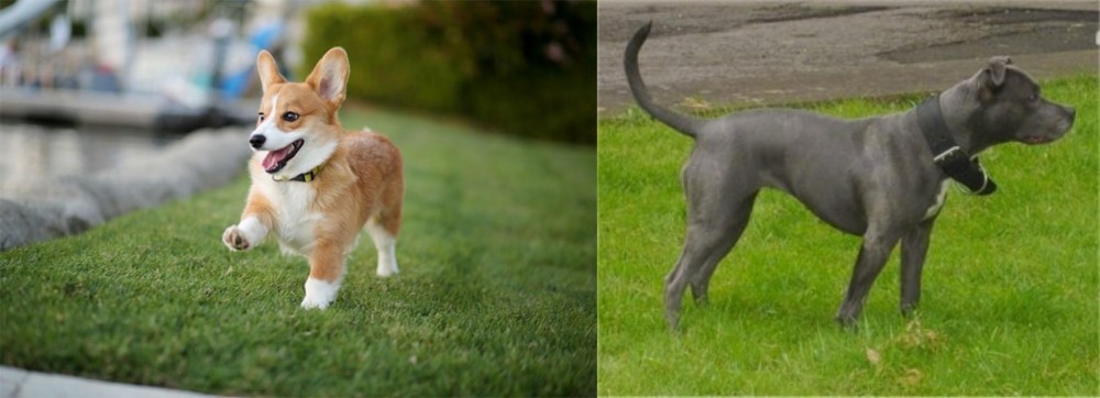Irish Bull Terrier vs Corgi - Breed Comparison