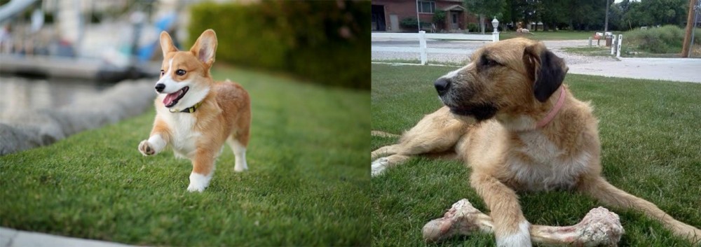 Irish Mastiff Hound vs Corgi - Breed Comparison