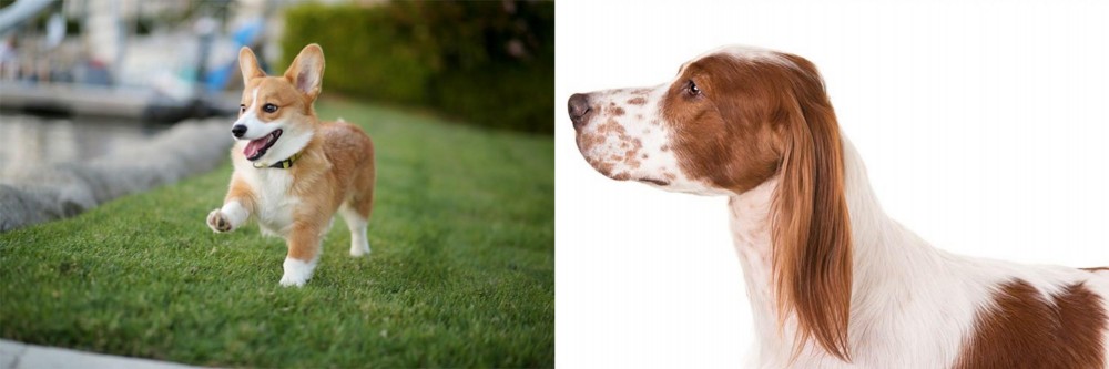 Irish Red and White Setter vs Corgi - Breed Comparison