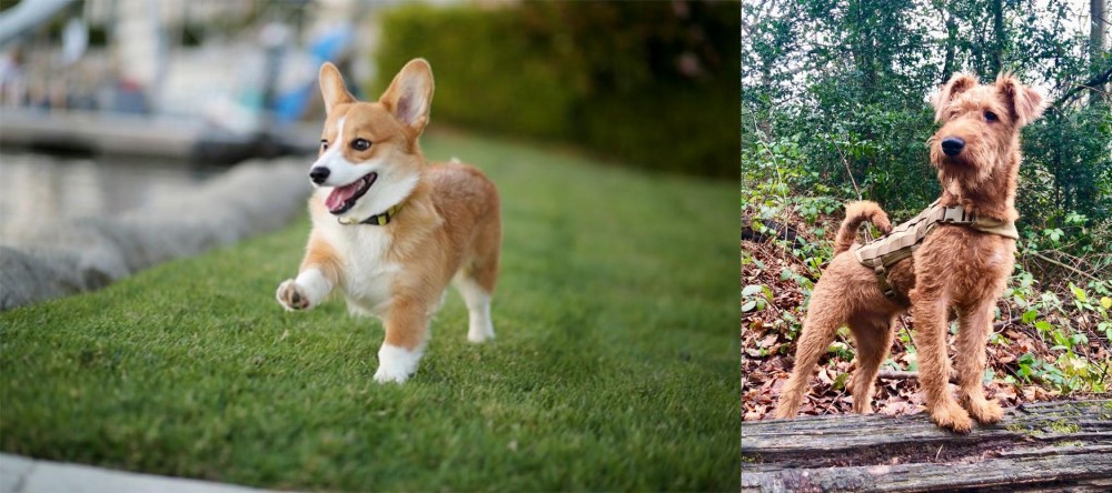 Irish Terrier vs Corgi - Breed Comparison