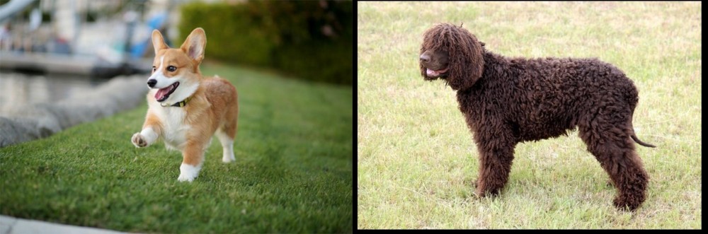 Irish Water Spaniel vs Corgi - Breed Comparison