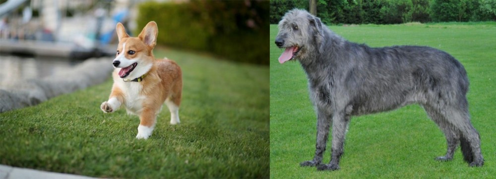 Irish Wolfhound vs Corgi - Breed Comparison