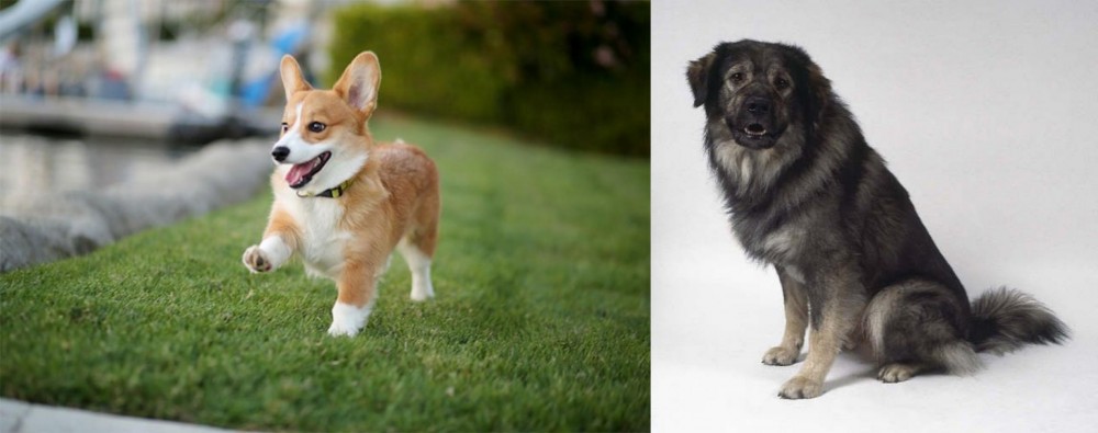 Istrian Sheepdog vs Corgi - Breed Comparison