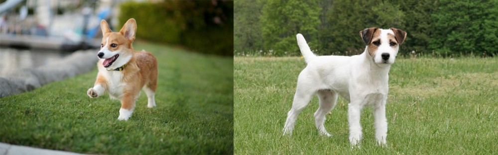 Jack Russell Terrier vs Corgi - Breed Comparison