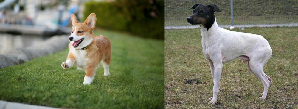 Japanese Terrier vs Corgi - Breed Comparison