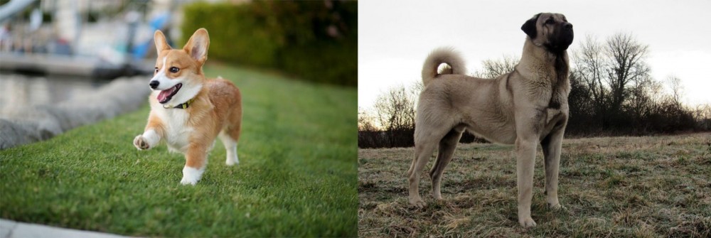 Kangal Dog vs Corgi - Breed Comparison
