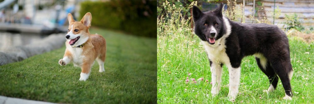 Karelian Bear Dog vs Corgi - Breed Comparison
