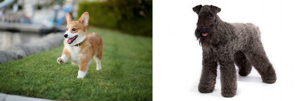 Kerry Blue Terrier vs Corgi - Breed Comparison