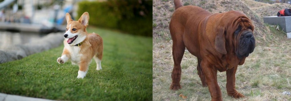 Korean Mastiff vs Corgi - Breed Comparison