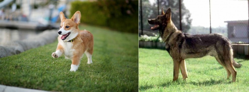 Kunming Dog vs Corgi - Breed Comparison