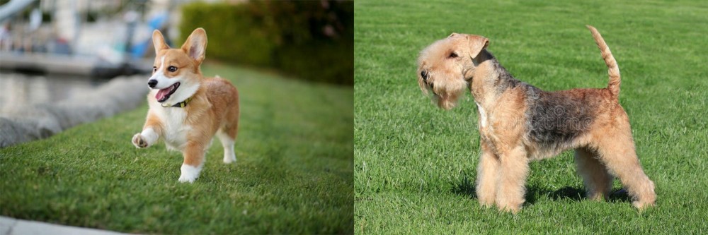 Lakeland Terrier vs Corgi - Breed Comparison