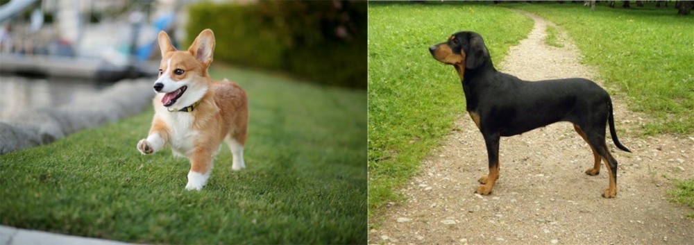 Latvian Hound vs Corgi - Breed Comparison