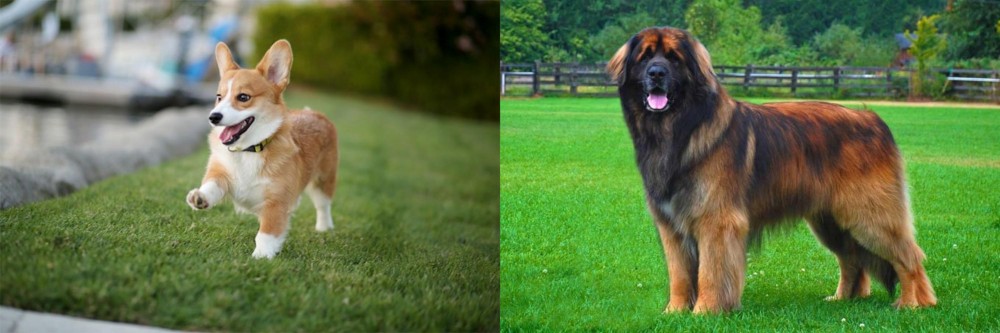 Leonberger vs Corgi - Breed Comparison