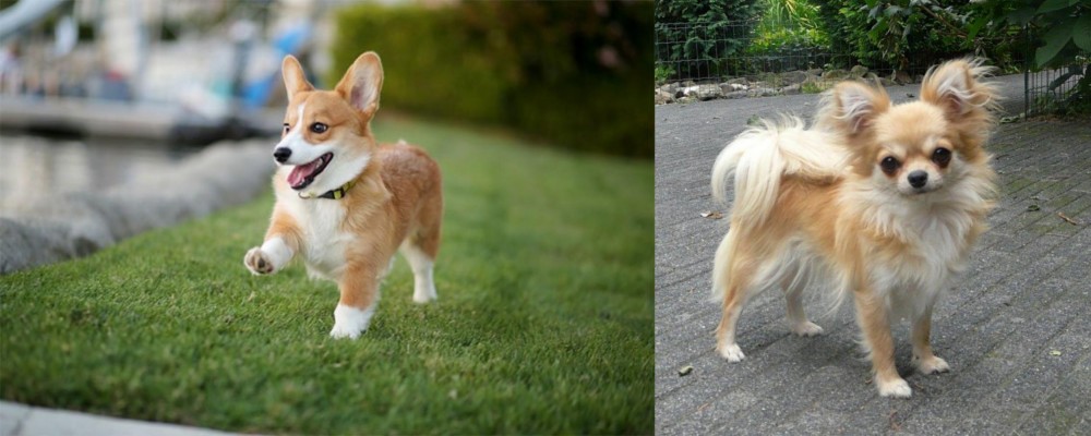 Long Haired Chihuahua vs Corgi - Breed Comparison