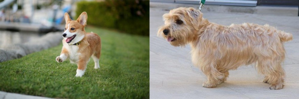 Lucas Terrier vs Corgi - Breed Comparison