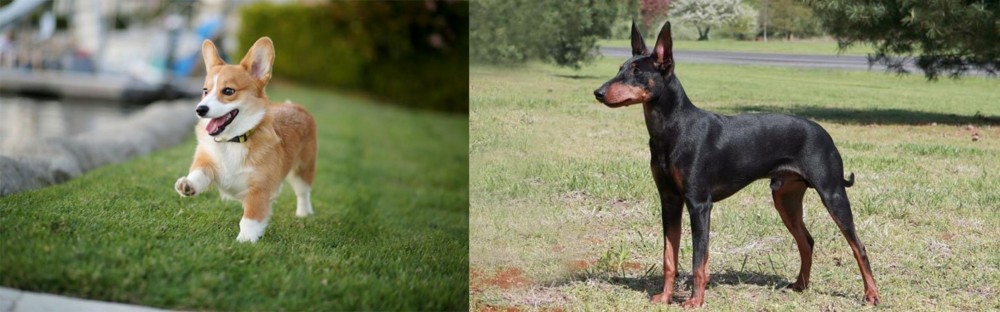 Manchester Terrier vs Corgi - Breed Comparison