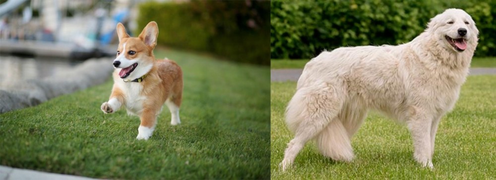 Maremma Sheepdog vs Corgi - Breed Comparison
