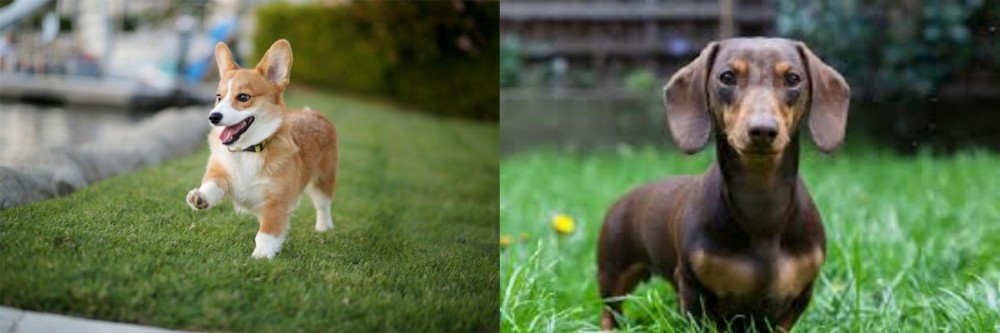Miniature Dachshund vs Corgi - Breed Comparison