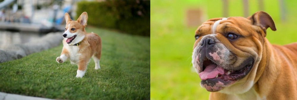 Miniature English Bulldog vs Corgi - Breed Comparison