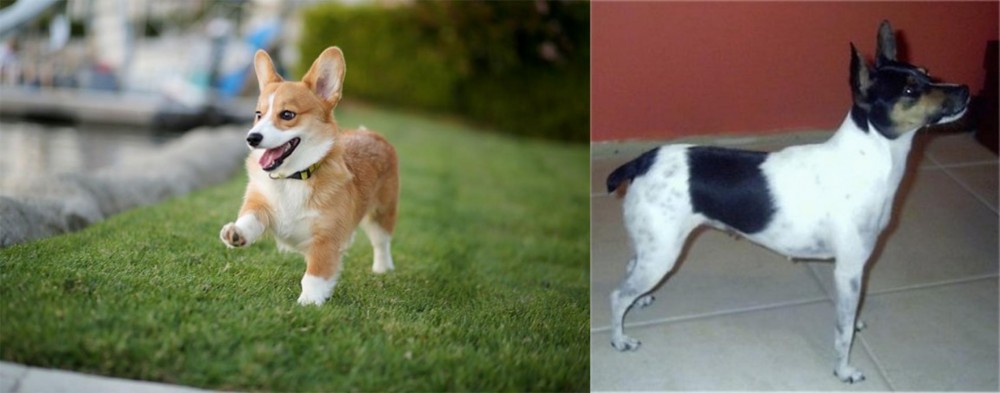 Miniature Fox Terrier vs Corgi - Breed Comparison