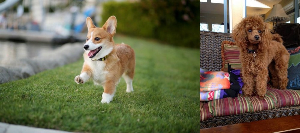 Miniature Poodle vs Corgi - Breed Comparison