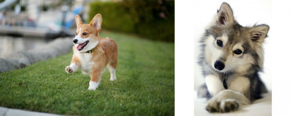 Miniature Siberian Husky vs Corgi - Breed Comparison