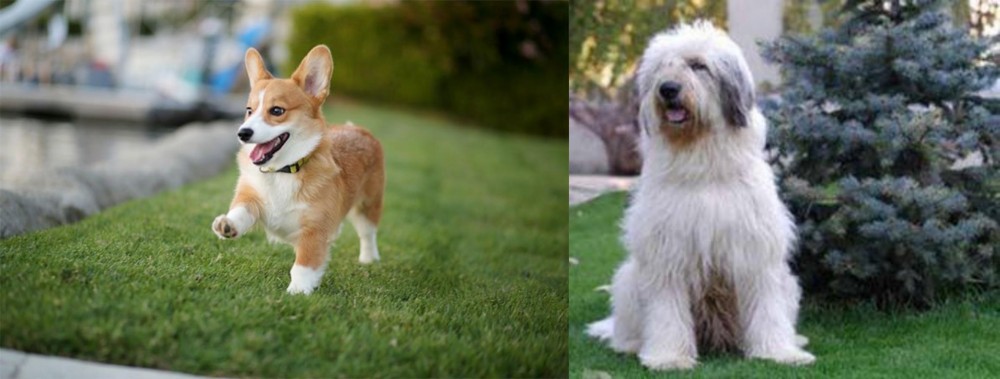 Mioritic Sheepdog vs Corgi - Breed Comparison