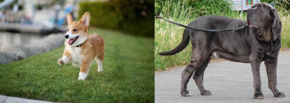 Neapolitan Mastiff vs Corgi - Breed Comparison