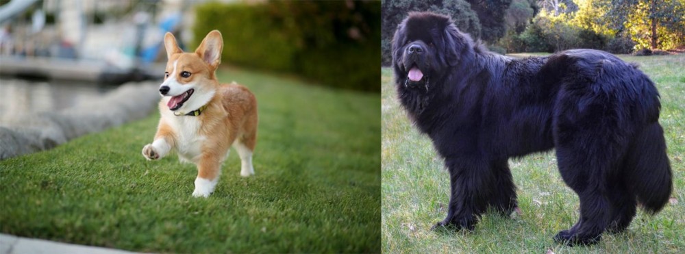 Newfoundland Dog vs Corgi - Breed Comparison