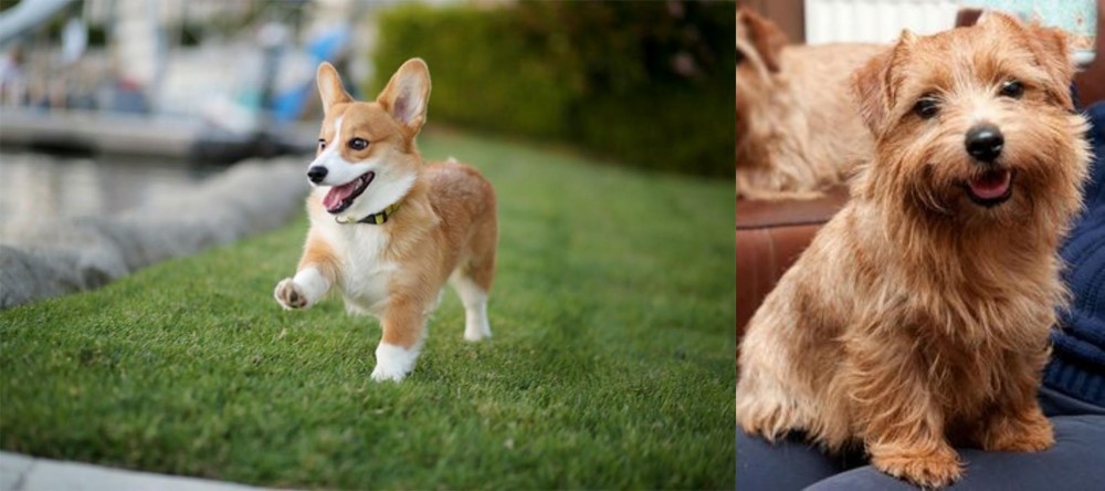 Norfolk Terrier vs Corgi - Breed Comparison
