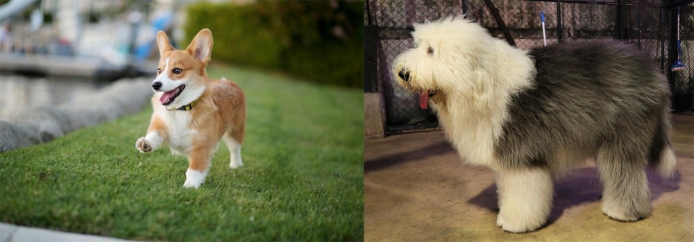 Old English Sheepdog vs Corgi - Breed Comparison