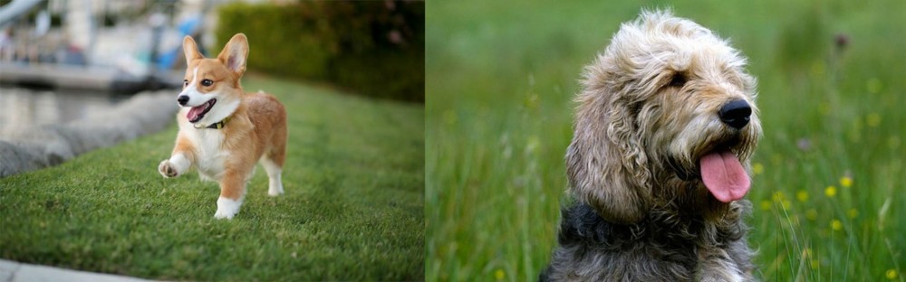 Otterhound vs Corgi - Breed Comparison